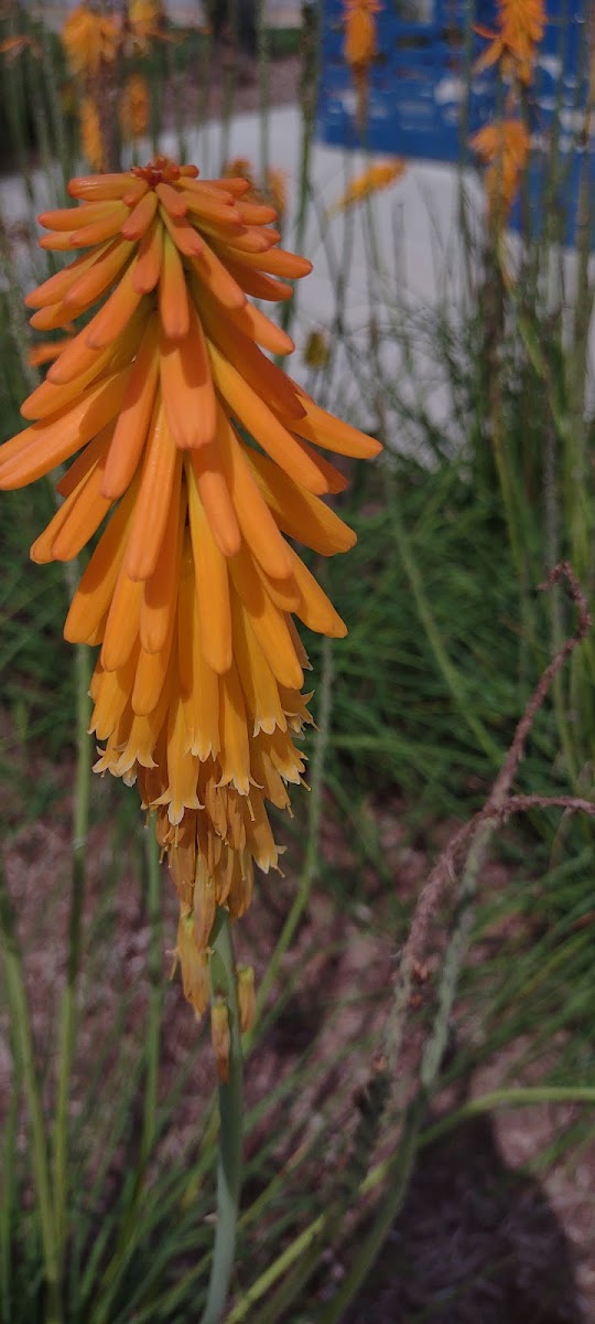 Red Hot Poker