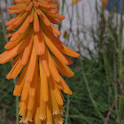 Red Hot Poker