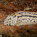 Leopard slug