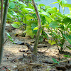 Oriental garden lizard, changeable lizard