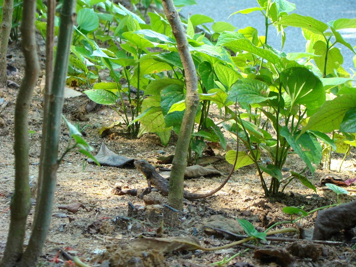 Oriental garden lizard, changeable lizard