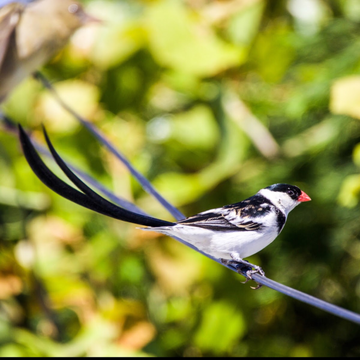 Pin-tailed whydah