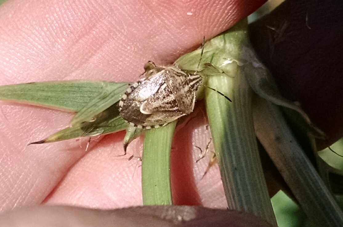 Stink bug - no common name