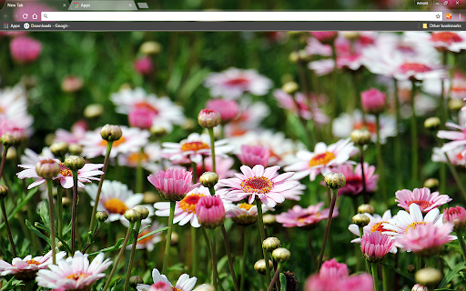 Marguerite Flowers