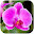 Orchid Wallpaper HD Custom New Tab