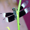 The pied paddy skimmer (male)