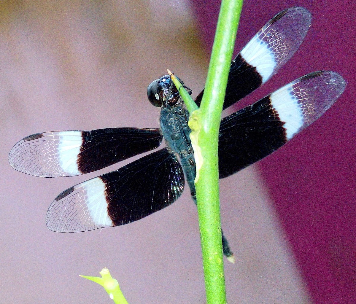 The pied paddy skimmer (male)