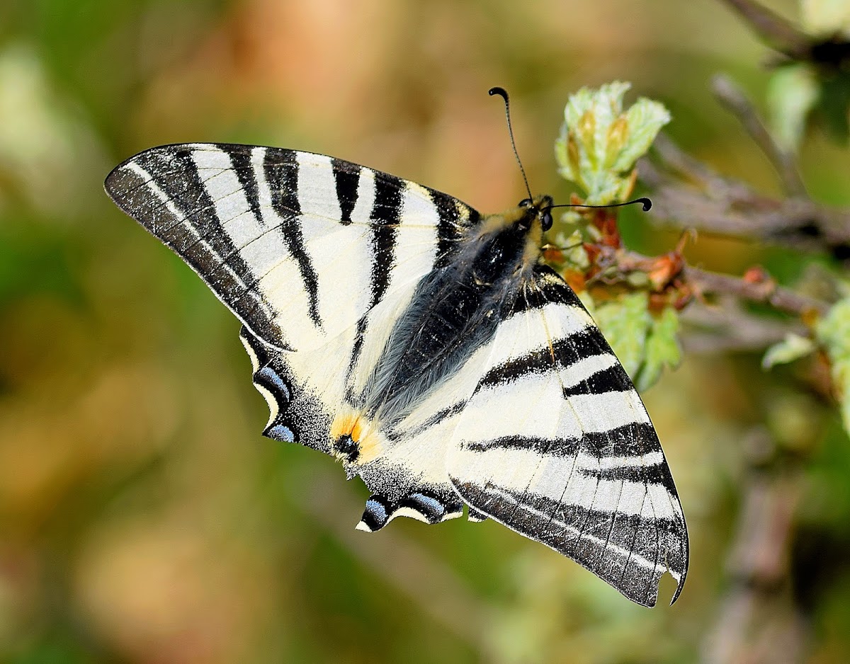 Scarce Swallowtail