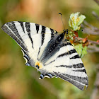 Scarce Swallowtail