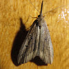 Moth