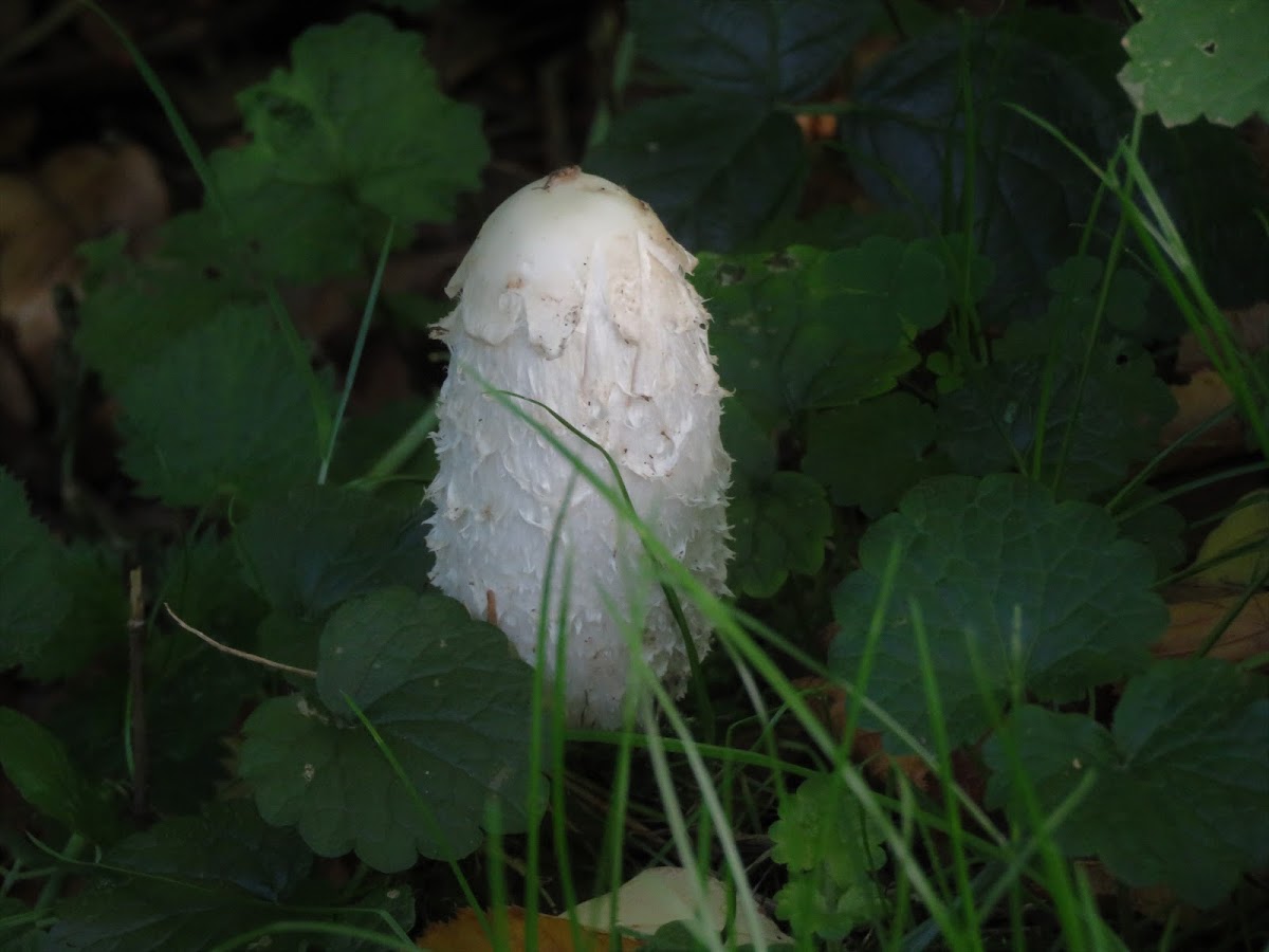 Shaggy Ink Cap