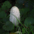 Shaggy Ink Cap