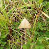 Vetch Looper Moth