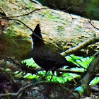 Eastern whipbird