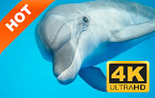 Dolphins HD Wallpapers New Tabs Theme small promo image