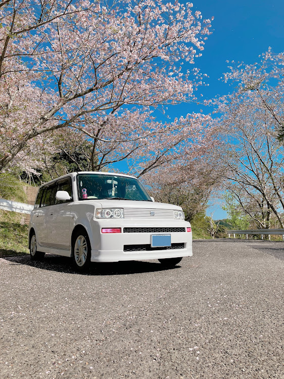 bBのbB NCP 31・桜とコラボ🌸・ドライブに関するカスタム事例の投稿画像1枚目