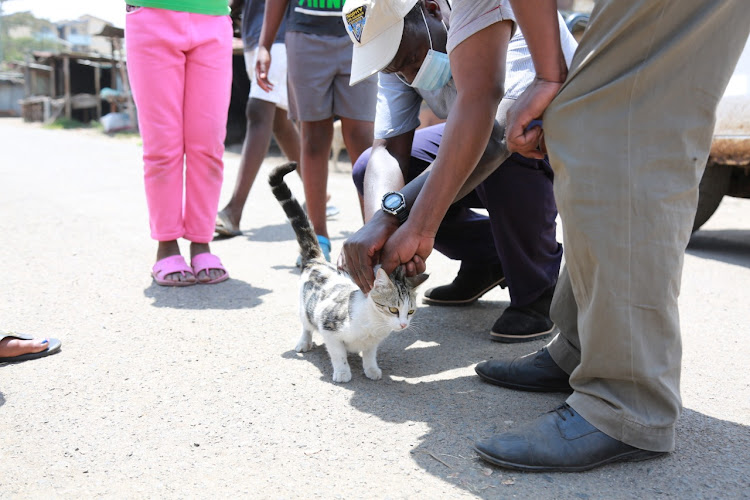 Nairobi county officer administer a rabies vaccine to a cat in Eastlands on March 26.
