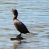 Double-crested Cormorant