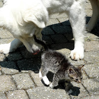 il mio cane e gatto di 