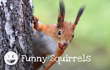 Funny Squirrels HD Wallpaper New Tab Theme small promo image