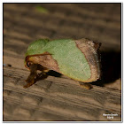 Stinging Rose Caterpillar Moth