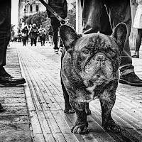 Lo sguardo del Carlino... di 