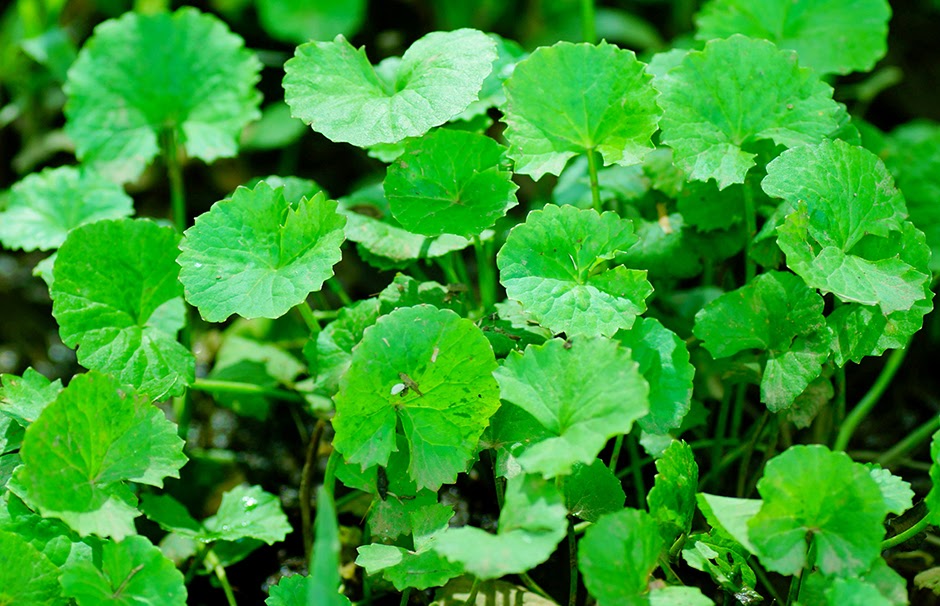 Щитолистник сибторпиоидес (Hydrocotyle sibthorpioides)