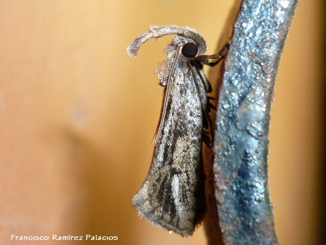 Grass Tubeworm Moth