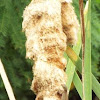 Cattail