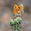 Doncella tímida (Spotted fritillary)