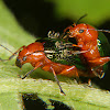 Leaf beetles