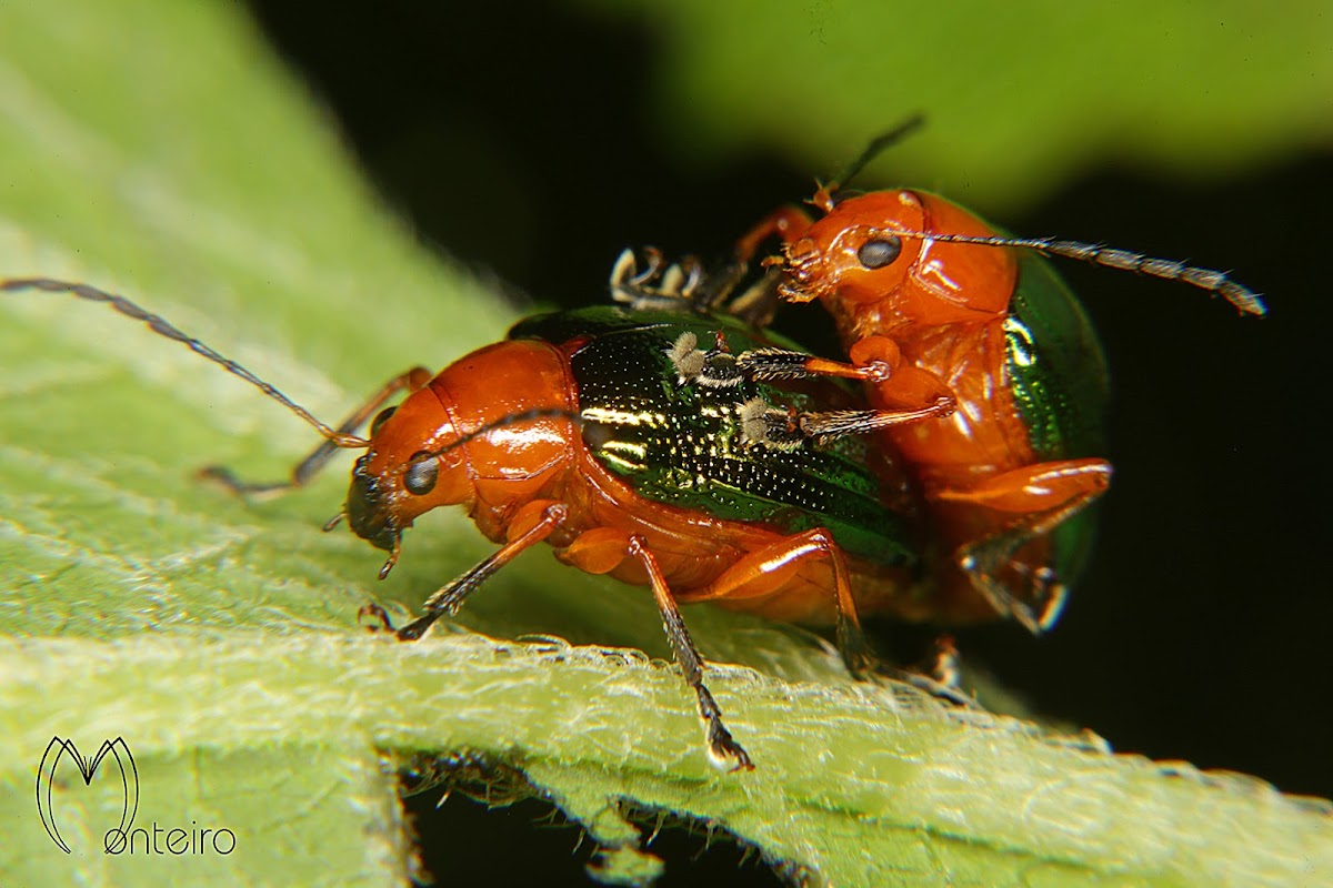 Leaf beetles