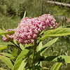 Swamp milkweed