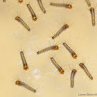 Hatchlings of the Red Tiger Moth