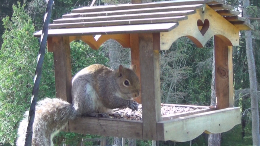 Eastern Grey Squirrel