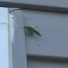 True Katydid