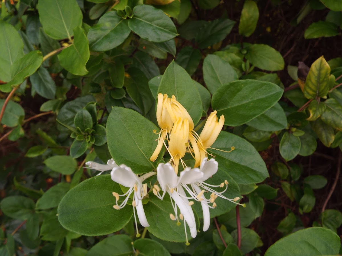 Japanese honeysuckle