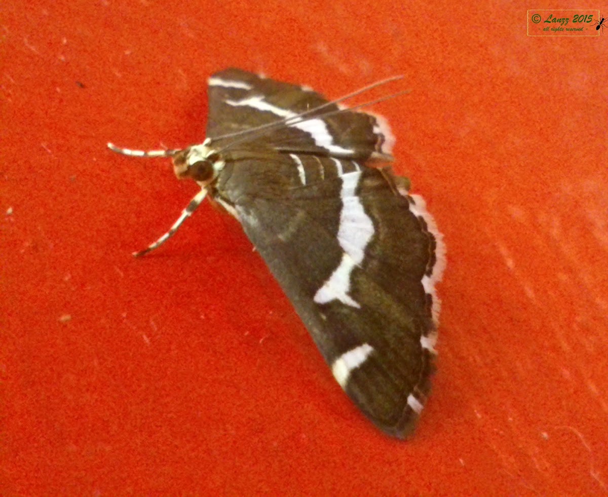 Crambid Moth