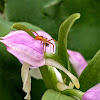 Nursery Web Spider