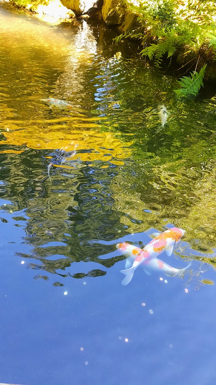 Visiting the Portland Japanese Garden - Strolling Pond Gardens. Area with the Koi.