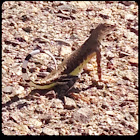 Zebra-tailed lizard