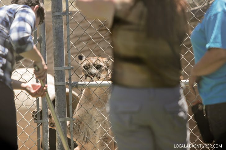 Big Cats Rescue - Lion Tigers and Bears.