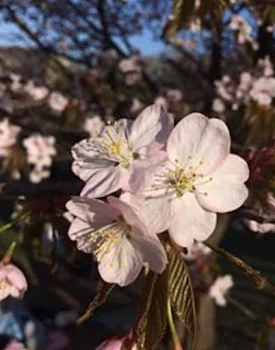 桜は、美しく咲く