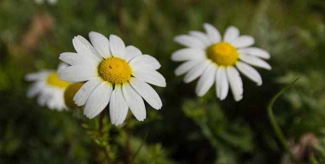 Il risveglio dei fiori di 16vale81