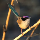 Purple-crowned Fairy Wren