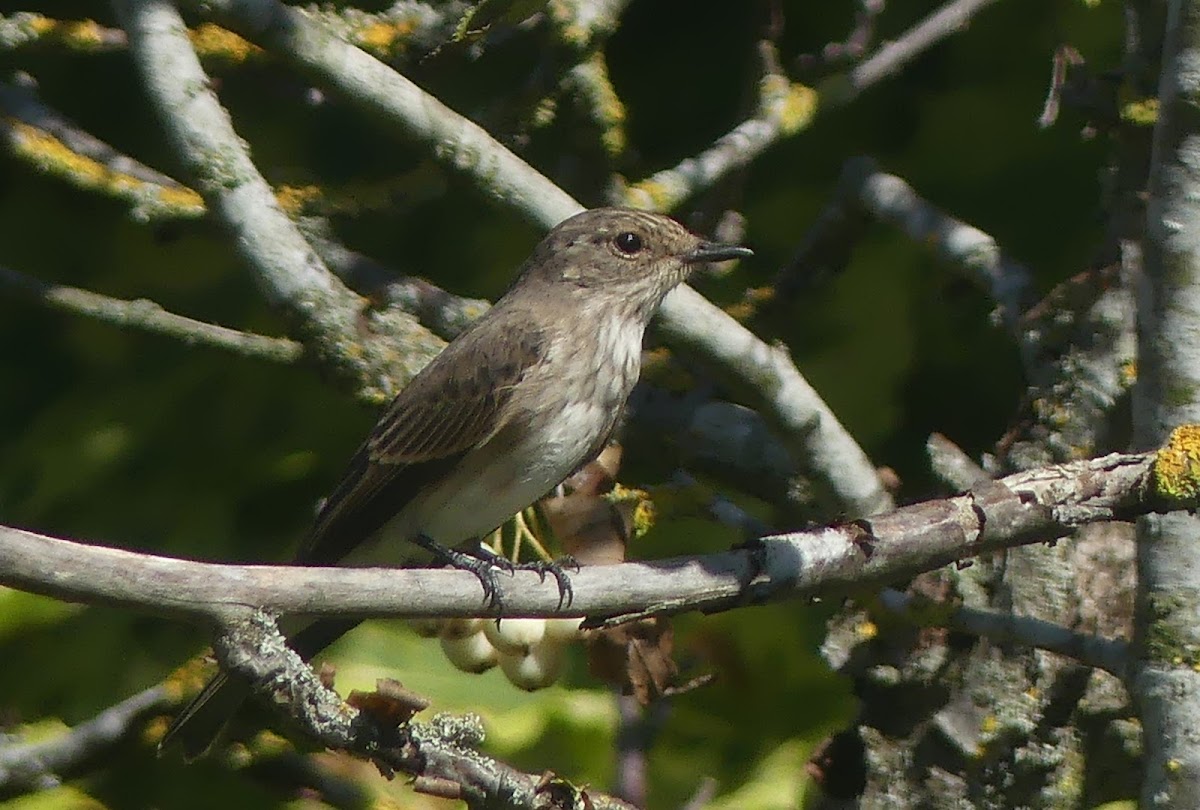 Spotted flycatcher