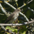 Spotted flycatcher