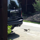 Eastern Gray Squirrel