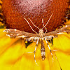 Himmelman's Plume Moth