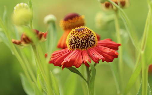 Yellow red flowers